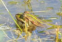 Teichfrosch im Wasser mit der Nickhaut auf etwa halber höhe vom Augapfel gut sichtbar in Form eines hellen Strichs