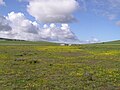 Tienie Versfeld Wildflower Reserve