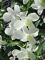 Dendrobium cultivar