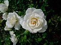 "Weiße Rosen aus Athen sagen dir auf Wiedersehen..."