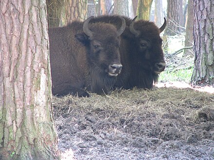 Het Deense Bos- en natuurbeheer zette in 2011 in het Almindingenbos de wisent uit