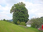 Winterlinde (Tilia cordata)