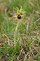 Spinnen-Ragwurz (Ophrys sphegodes)