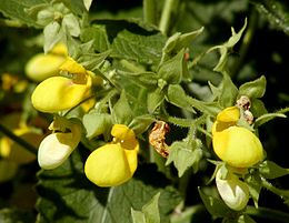 Calceolaria bilatata virágai (aarhusi botanikus kert)