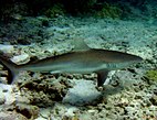 Galapagoshai (Carcharhinus galapagensis)