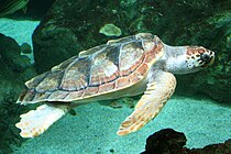 Caretta caretta (Linnaeus, 1758)