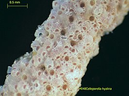 Celleporella hyalina