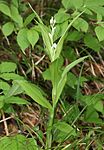 Plants in Mount Haku