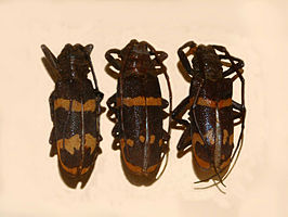 Ceroplesis militaris