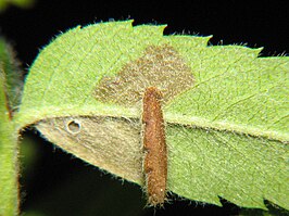 Bruingrijze kokermot