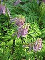 Corydalis solida