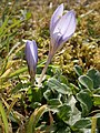 Crocus cancellatus side view