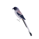 Grey Treepie