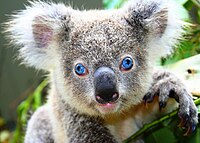 The first blue-eyed koala known to be born in captivity[64]