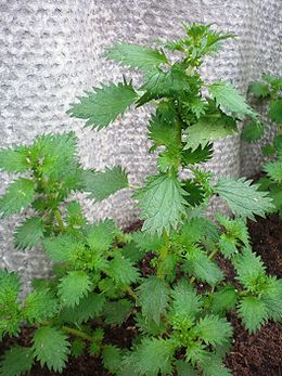 Urtica urens