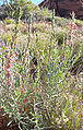 Gaura coccinea