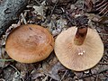 Lactarius quietus