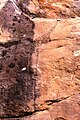 Petroglyphe eines Brolgakranichs