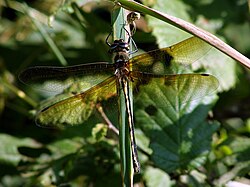 Orange-spotted emerald