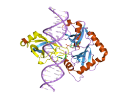 DNA-Ligase