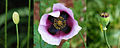 Image 15 Opium poppy Photo: Joaquim Alves Gaspar The flower of an opium poppy (Papaver somniferum) in three stages of development. From left to right, the bud, the flower, and finally the seed capsule. The plant is used to derive opium and poppy seeds. The Latin botanical name means the "sleep-bringing poppy", referring to the sedative properties of some of the opiates—narcotics derived from opium. More selected pictures