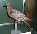 Passenger Pigeon