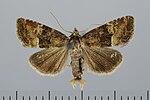 Photedes captiuncula – Specimen