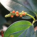 female with fruits