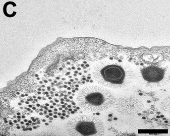 TEM-Aufnahme eines Dünnschnitts von „Sputnik 3“-Virophagen in einer Kultur mit Mimiviren. Balken 500 nm.