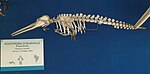 La Plata dolphin (skeleton)