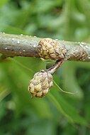 foliage