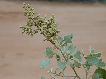 ʻĀheahea (C. oahuense)