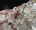 Unknown species of spider walking on lichen