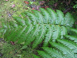 Woodwardia radicans