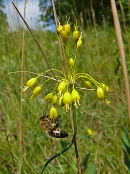 Colletes graeffei