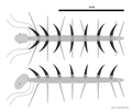 Hallucigenia fortis ハルシジニア（ハルキゲニア）・フォーティス（フォルティス）