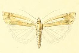 Agriphila argentistrigellus