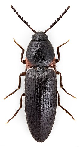 Ampedus erythrogonus