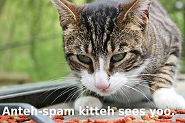 Anteh-spam kitteh sees yoo.