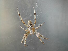 Koronás keresztespók (Araneus diadematus)