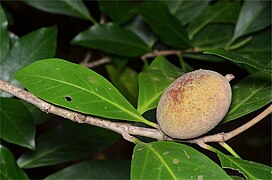 Fruit