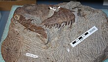 Photo of brown skull-bones with sharp teeth embedded in rock