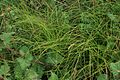 Carex supina