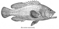 Cephalopholis sonnerati