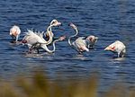 Flamingos in der Lagune