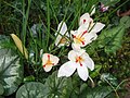 Crocus cartwrightianus 'Albus'