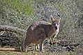 Bergkänguru, auch „Wallaroo“ genannt