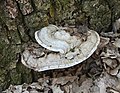 Same fungi at same place in very dry weather