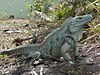 An adult male Grand Cayman Blue Iguana