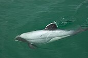 Hector's dolphins have a unique rounded dorsal fin.